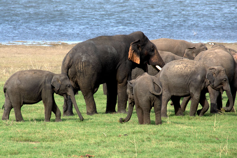 Elefanter vid sjö